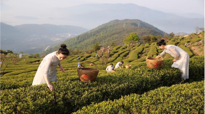 手机游戏茶苑官网_茶园版手机游戏大全_茶园游戏手机版