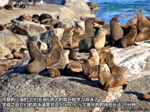 海洋生物学家亲身经历：国际海豹日保护行动揭秘