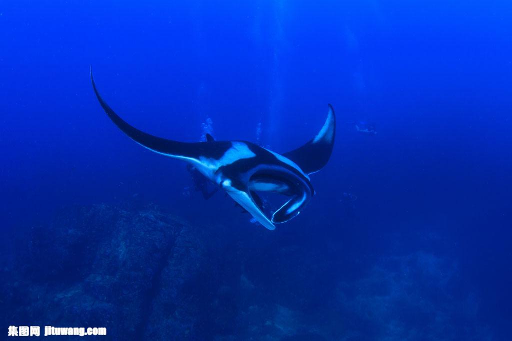 河童图片_河童真正的样子_河童