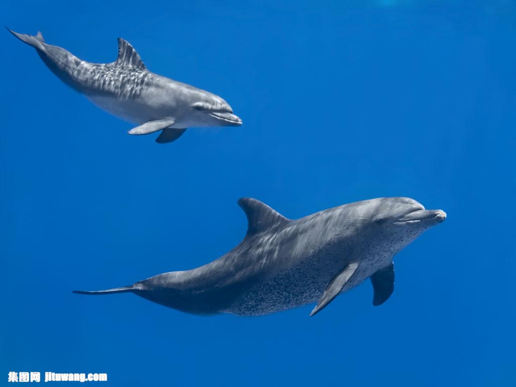 河童_河童真正的样子_河童图片