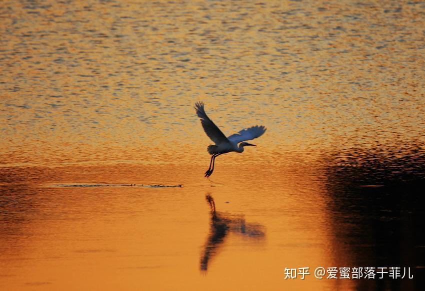 早鸟什么意思-揭秘早鸟族：提前准备、敏锐观察、高效行动