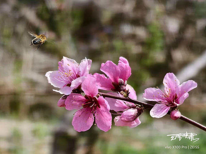 vivo游戏中心最近常玩_vivo手机游戏_vivo手机游戏太多