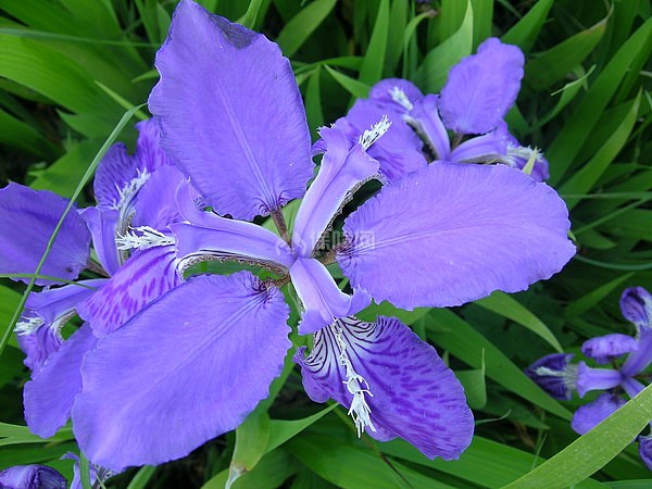 高铁英雄_高铁英雄动画片_高铁英雄日语版