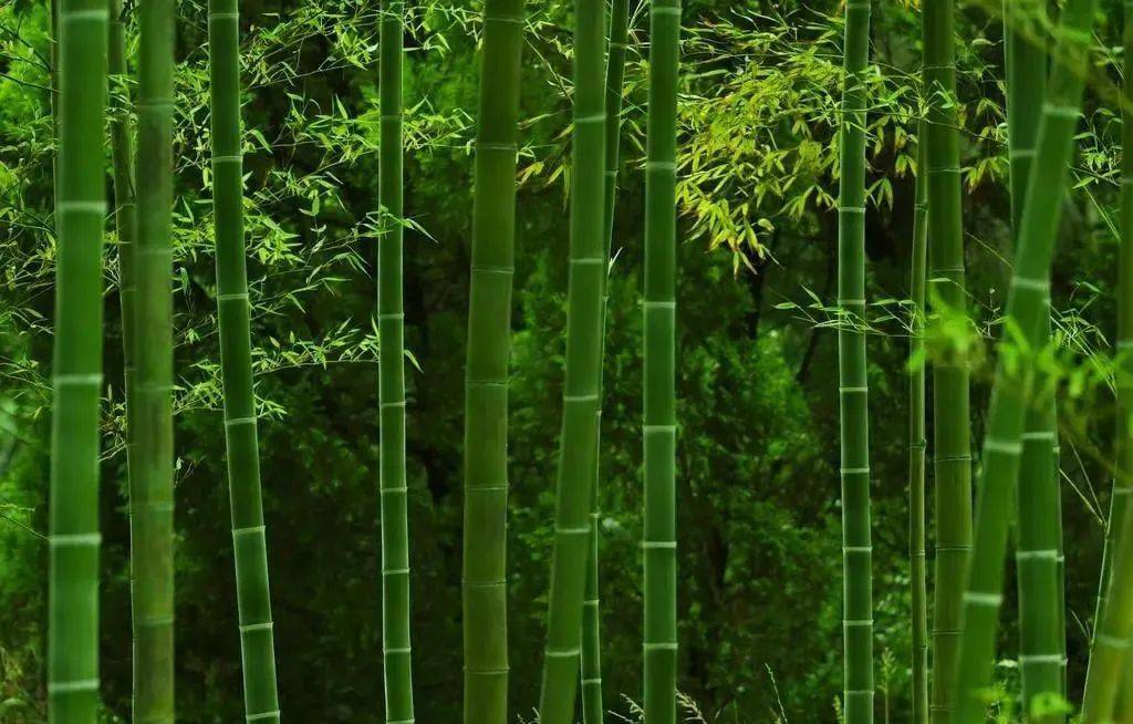 董太师手机游戏怎么玩_董太师手机游戏_董太师手机游戏大全