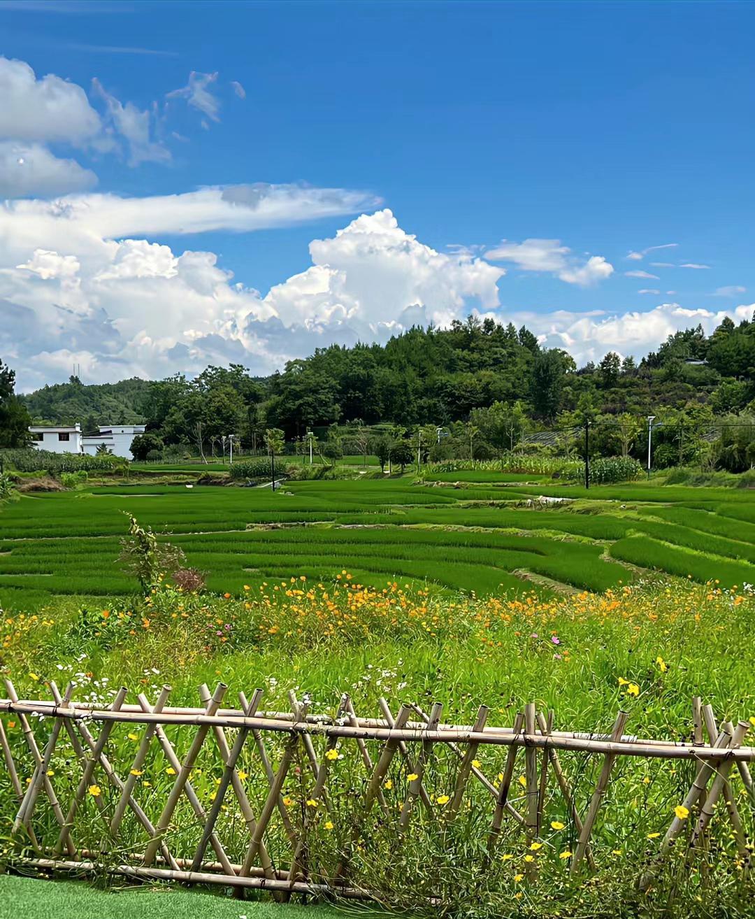 山中井野：繁忙世界中的静谧心灵避风港