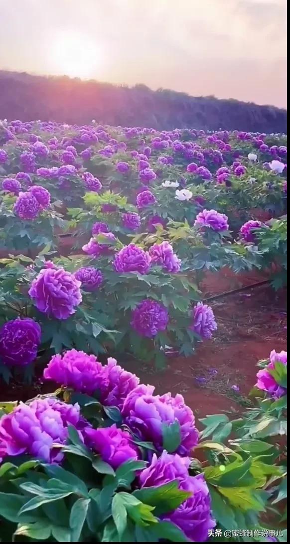 高岭之上的孤独舞者——高岭爱花，无人欣赏却依然绽放
