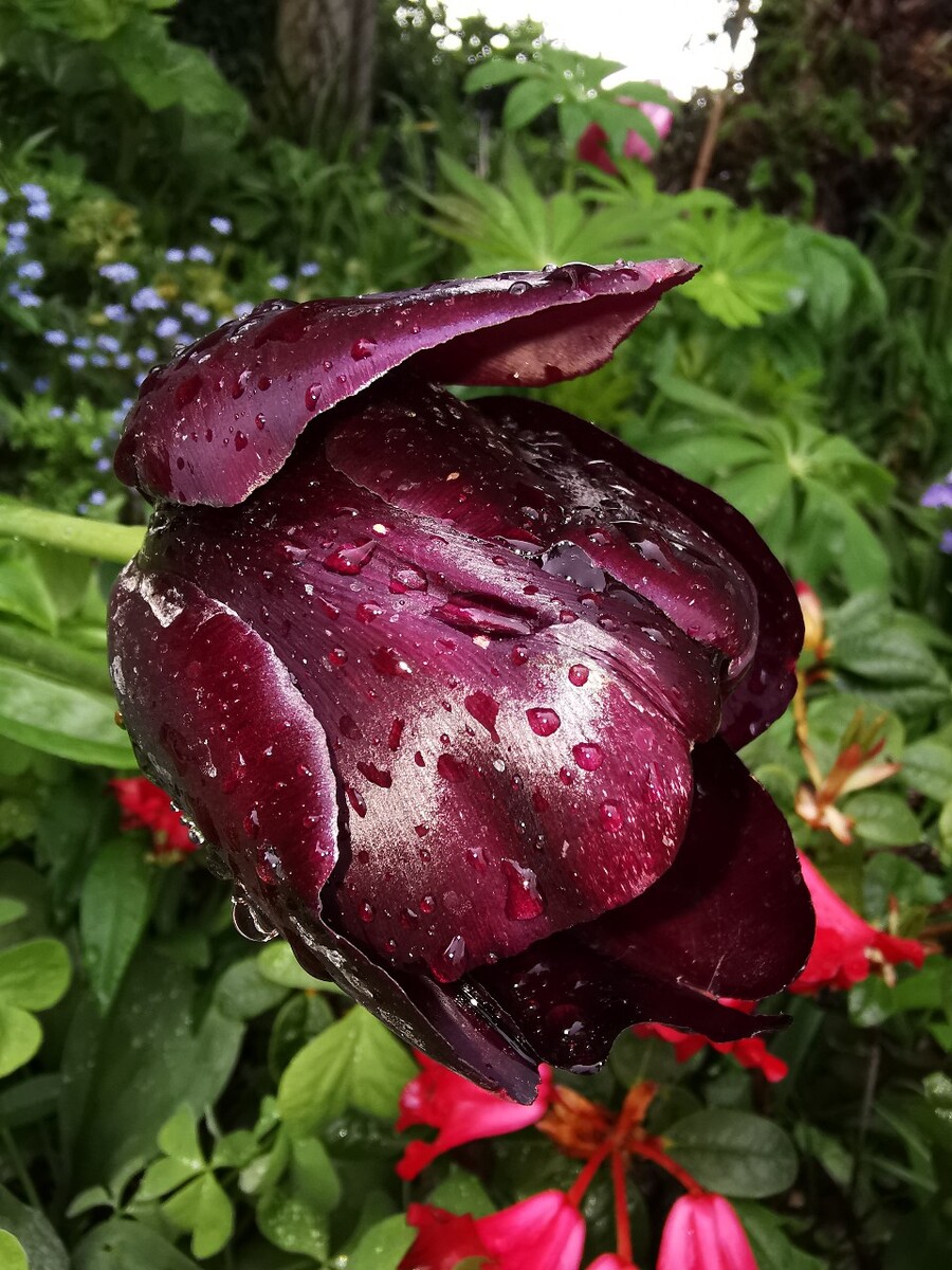 暴雨风暴_绝园的暴风雨_风暴雨演员