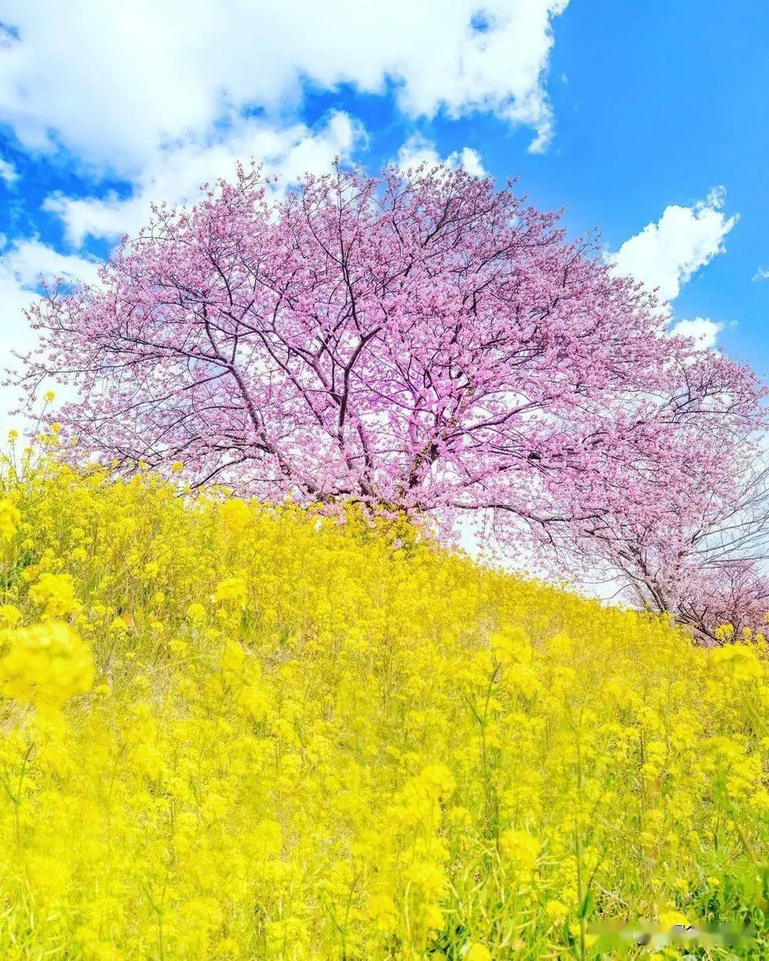 千代田日语_千代田樱_樱谷千代