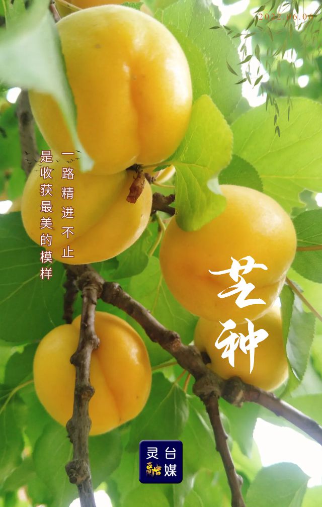 芒种是几月份_芒种是什么季节_芒种是什么