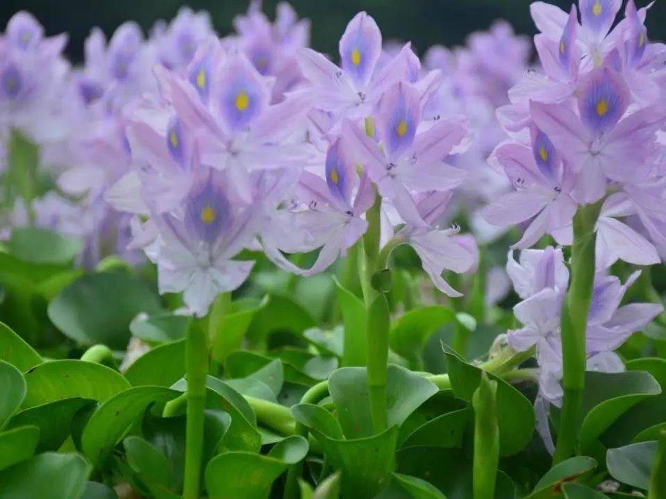 忠犬八公电影免费完整版_电影忠犬八公在线观看完整_电影忠犬八公国语在线观看完整