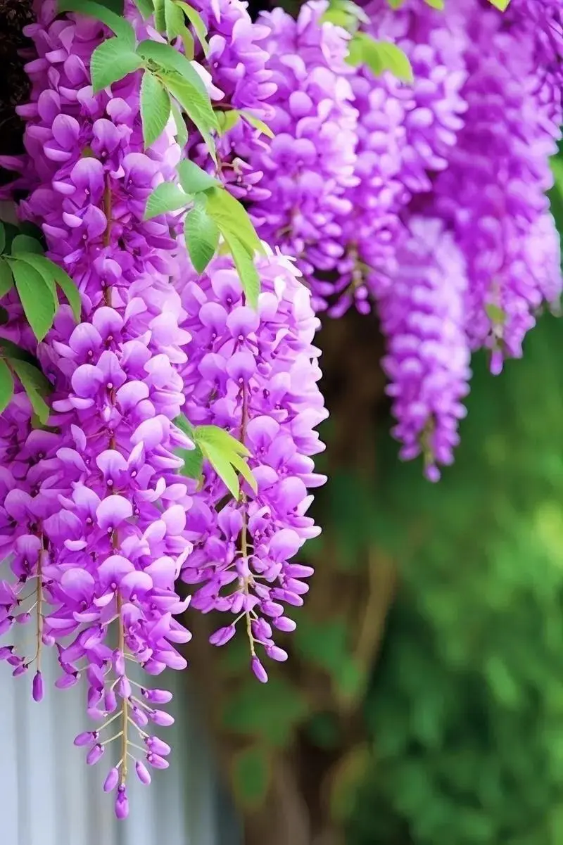 朱红之泪_朱红之泪_朱红之泪