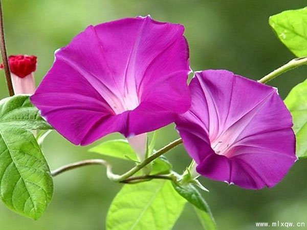 茶太良品_茶太_茶太狼