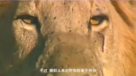 城市边缘的野狗子：被遗忘的生灵，生存的呐喊与渴望