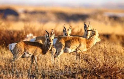 家学渊源的意思_五学家_家学渊源深厚