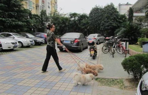 拔河游戏狗,拔河游戏中的狗狗力量传奇