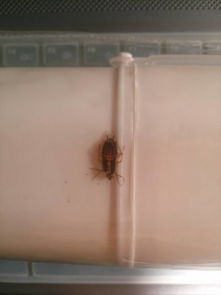 脱皮虫子游戏,一场惊心动魄的生存挑战之旅